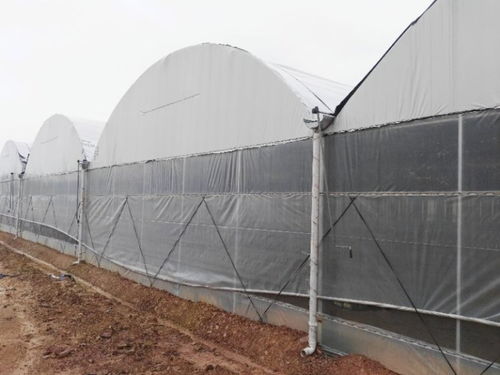 寧夏櫻桃薄膜連體溫室大棚施工價格全解析 | 挑選薄膜的智慧指南